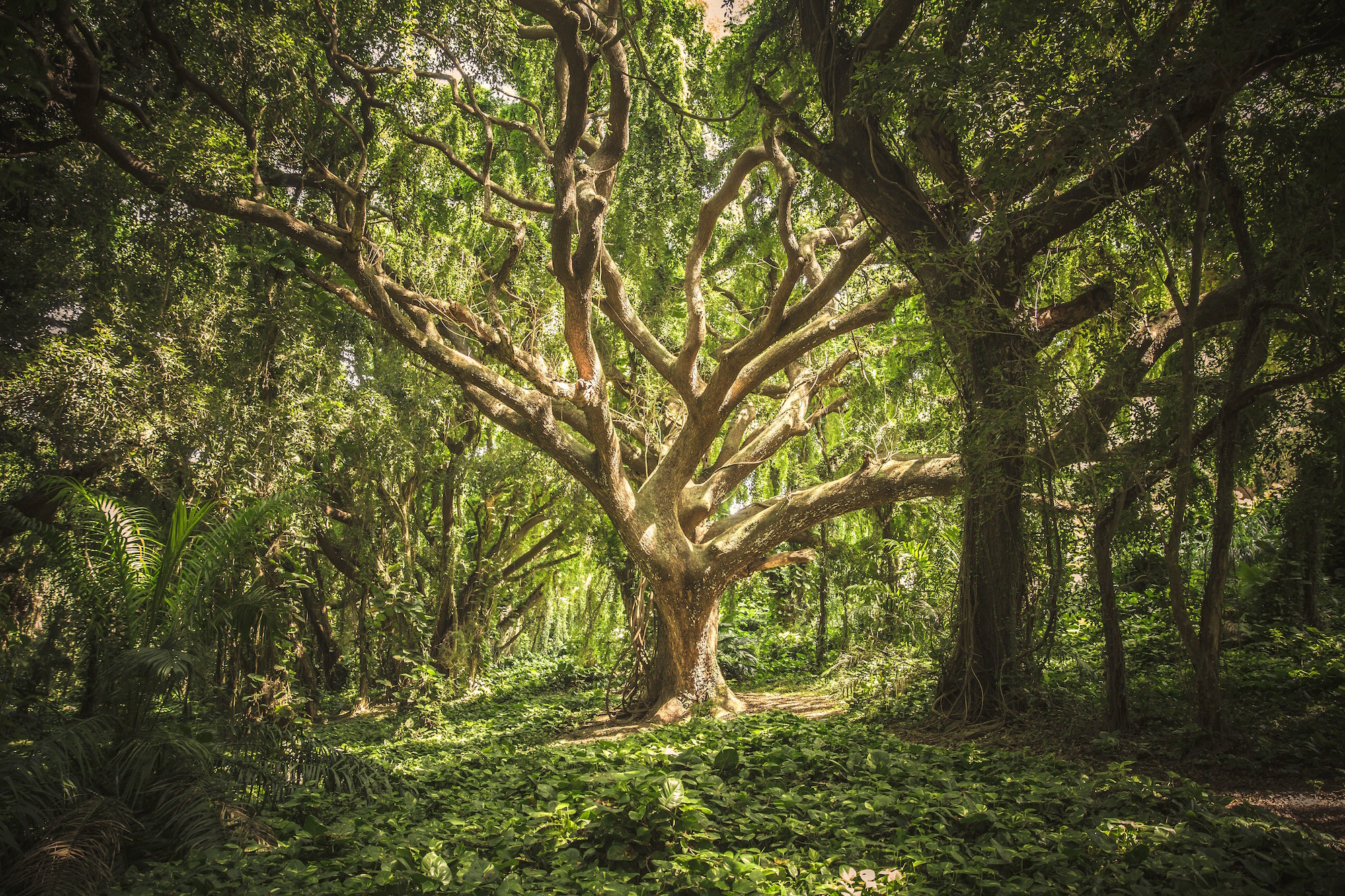 an old tree in the middle of a verdant forest